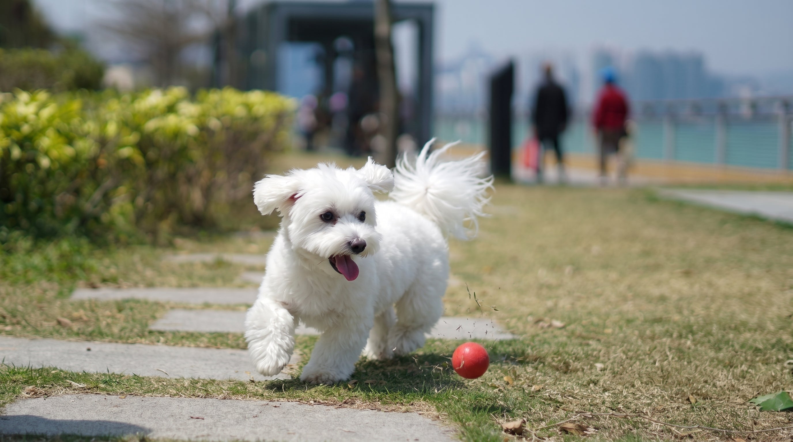 Dog zone